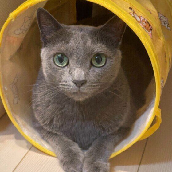 ロシアンブルーのシオンくん♪