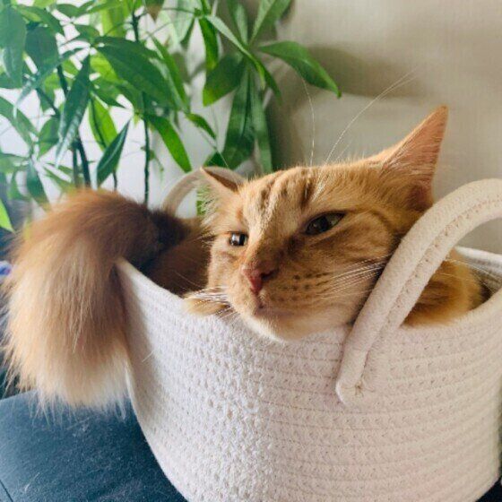 カゴの中に入るメインクーン