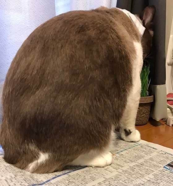お尻を向ける猫