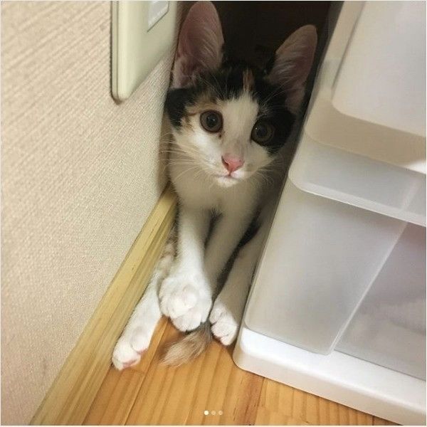 隙間猫