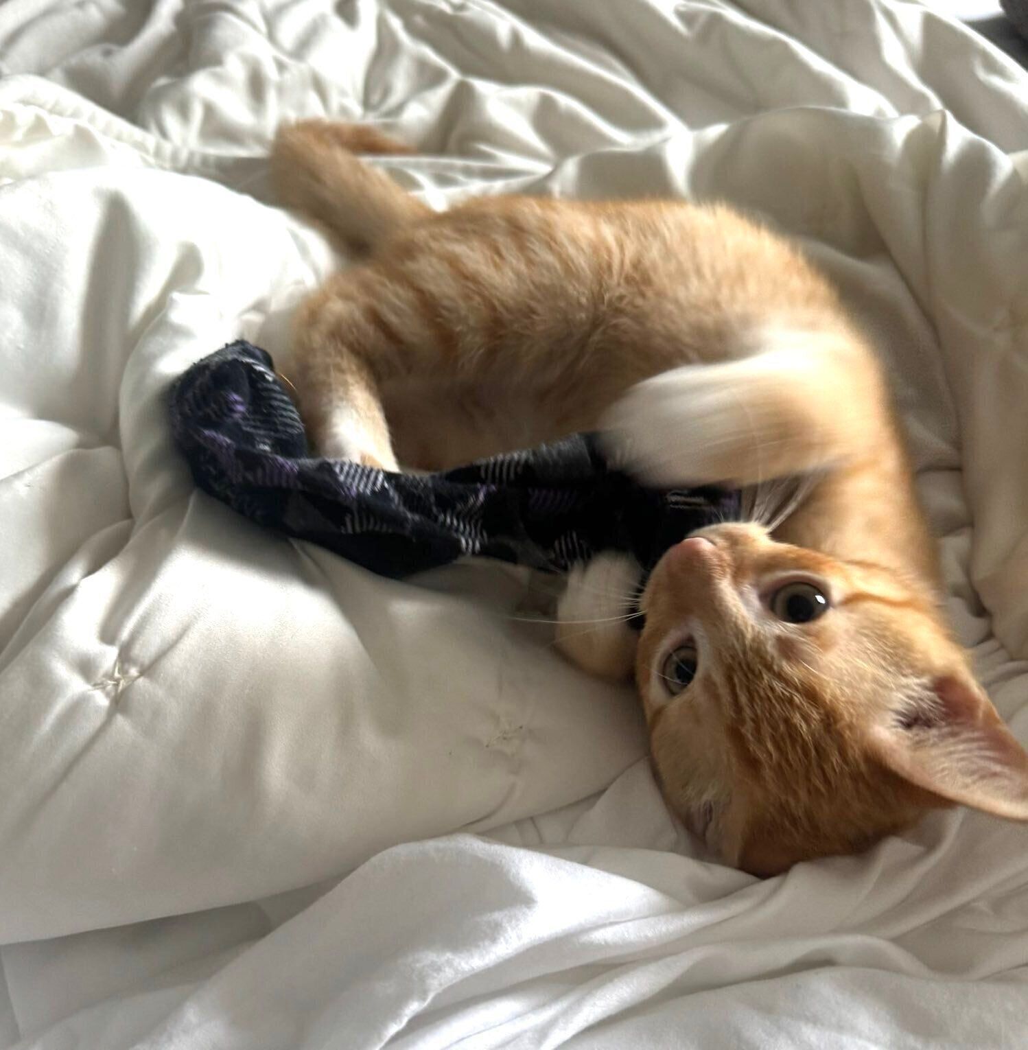 飼い主さんの夫の靴下で遊ぶきなこくん