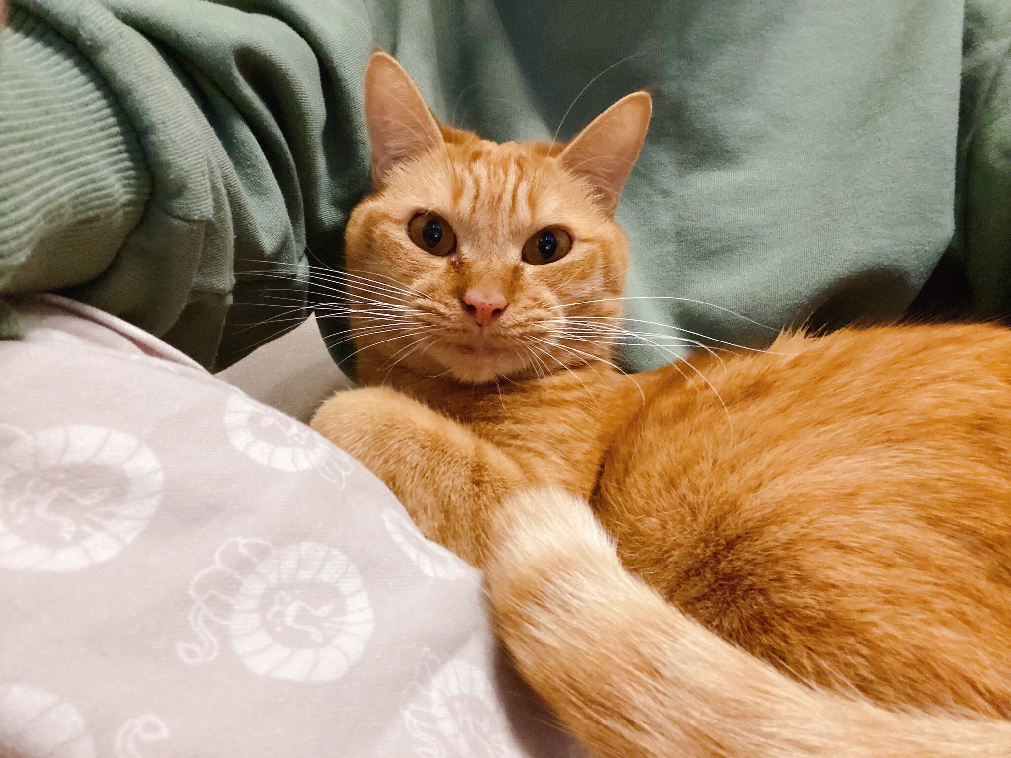 飼い主さんの膝の上でまったりするひなたくん