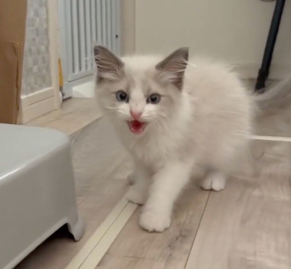 初めて会う妹さんを威嚇するはんぺんくん