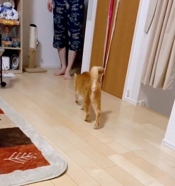 パパさんのもとへ行くボブくん