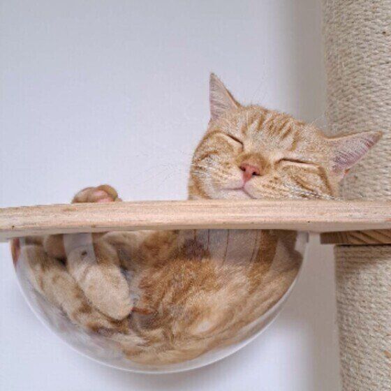 アメリカンショートヘアのミカエルちゃん