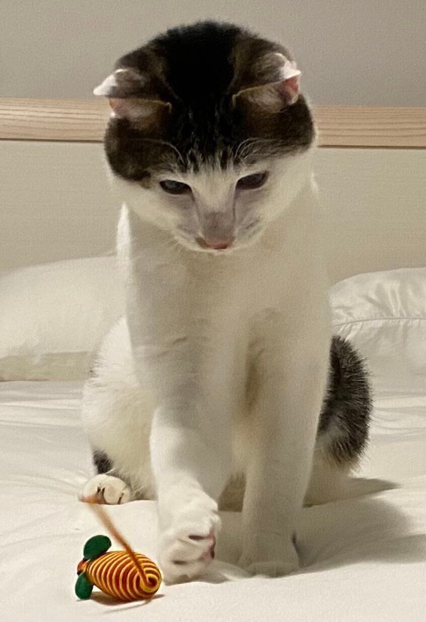 後頭部も可愛いセロイくん