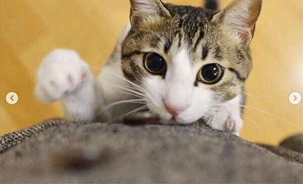 飼い主さんが帰宅して喜ぶしゃこちゃん