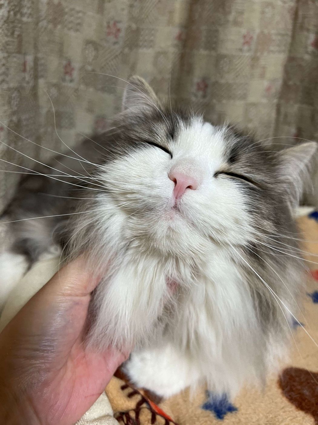 愛猫を とろ ん顔 にさせるマッサージ ブラッシング 専門家のコツもご紹介 ねこのきもちweb Magazine 愛猫を とろ ん顔 にさせるマッサージ ブラッシング 専門家のコツもご紹介 ねこのきもちweb Magazine