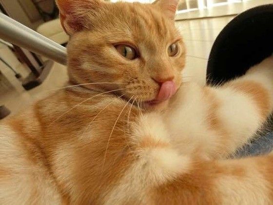 見つめるアメリカンショートヘア