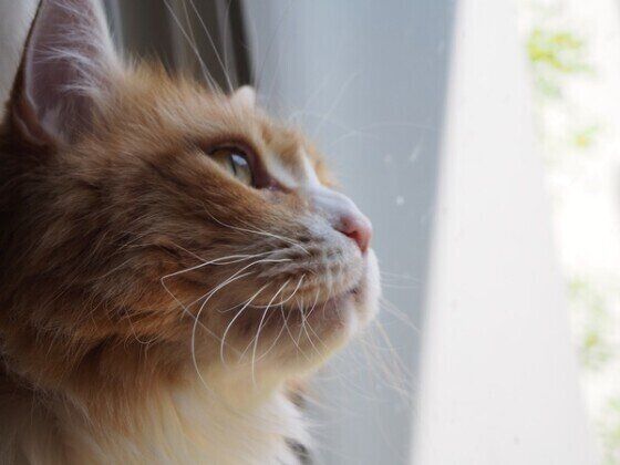 ミケ猫のモモちゃん