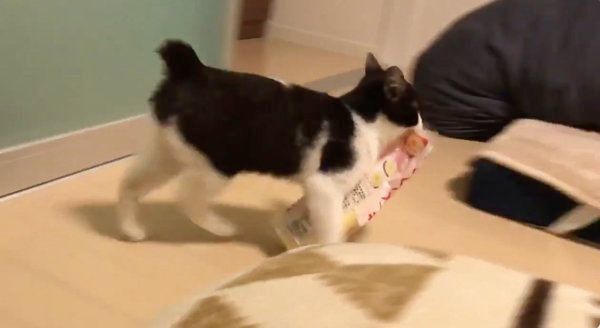 マヨネーズをくわえて走るぼに助ちゃん