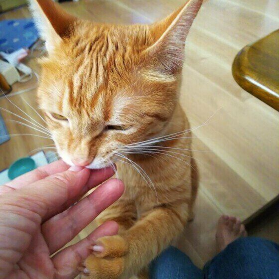 ペロペロする猫（MIX、オス）