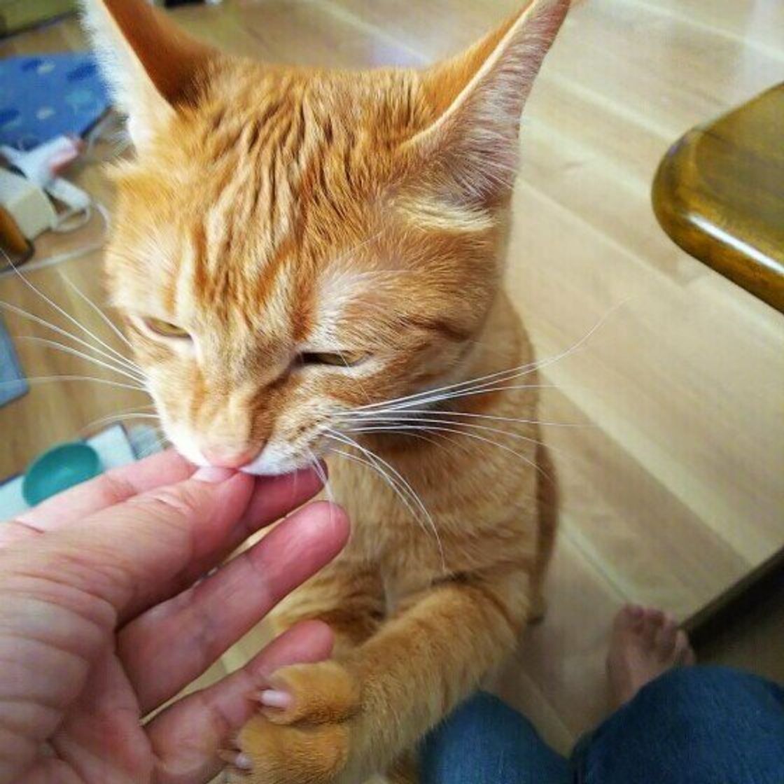 友人 知人宅で実践したい よその家の猫と仲良くなる3つの方法 ねこのきもちweb Magazine 友人 知人宅で実践したい よその家の猫と仲良くなる3つの方法 ねこのきもちweb Magazine