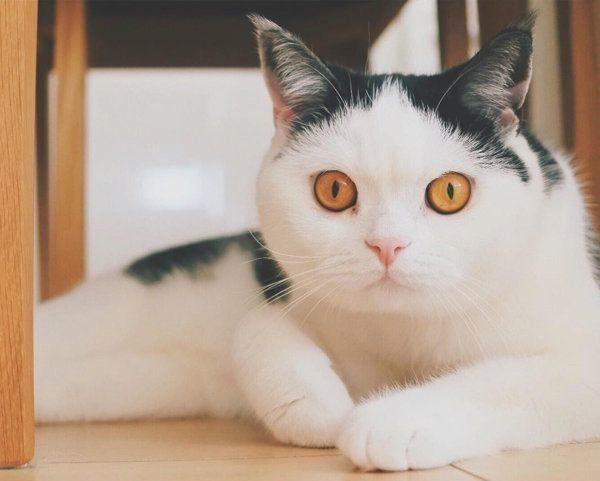 ブリティッシュショートヘアのまめのすけくん