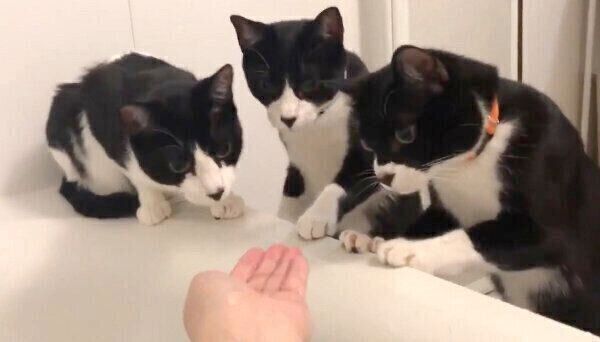 お風呂に入る飼い主さんを心配するハチワレトリオ