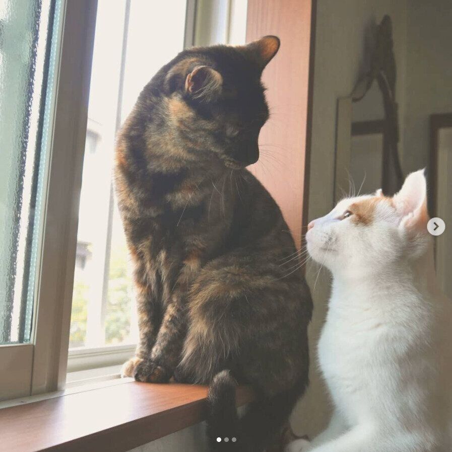 窓辺で見つめあう、ういちゃんとジョーくん