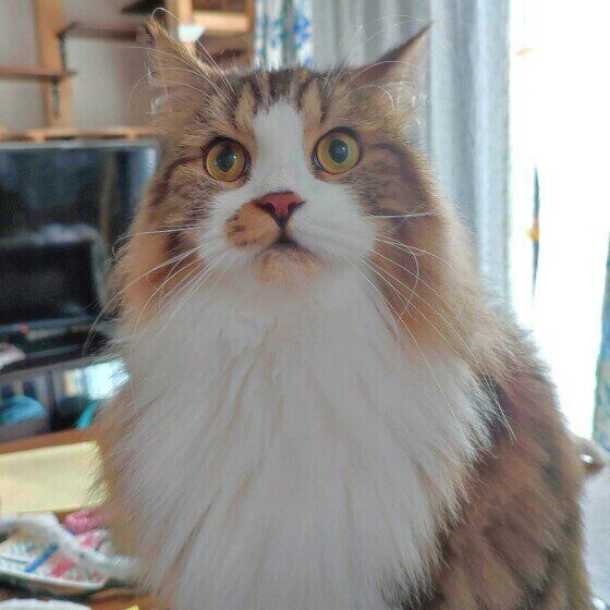 見つめるスコティッシュフォールド・ロングヘア