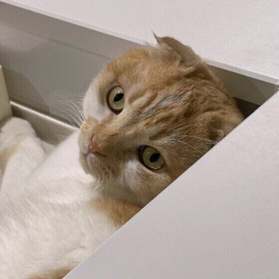 スコティッシュフォールドのレオくん