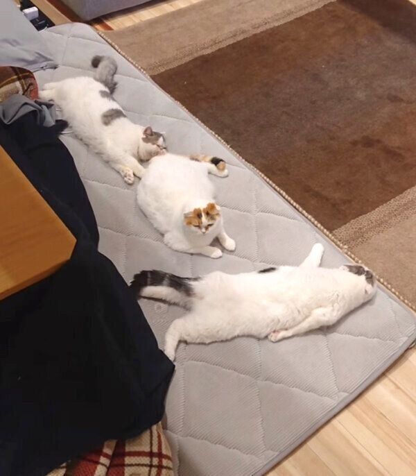 くつろぐ猫たち