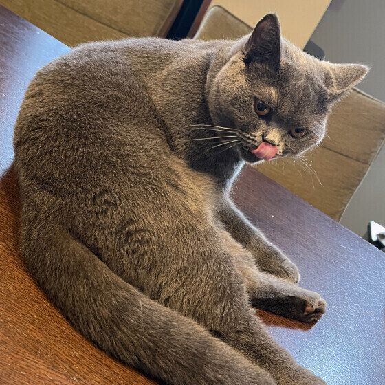 ブリティッシュショートヘアのスイちゃん