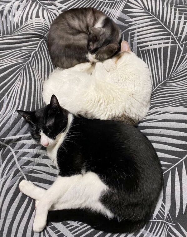 仲良く眠る猫たち