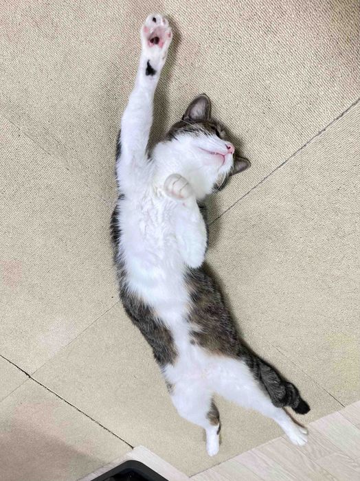 別の日のぎんちゃん