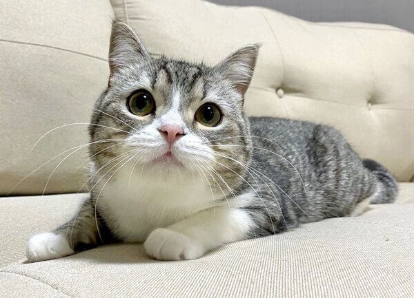 くつろぐもちまるくん