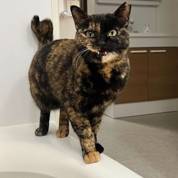 浴槽の縁でもおしゃべり