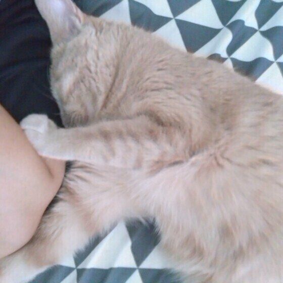 スリスリする猫