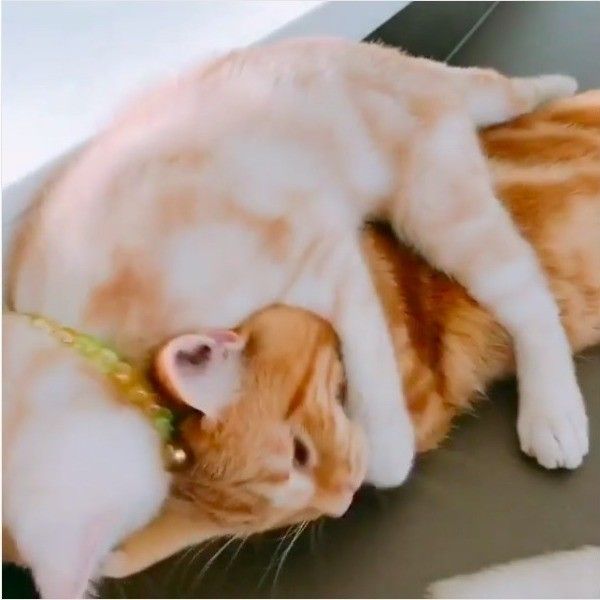 なめなめニャンコ