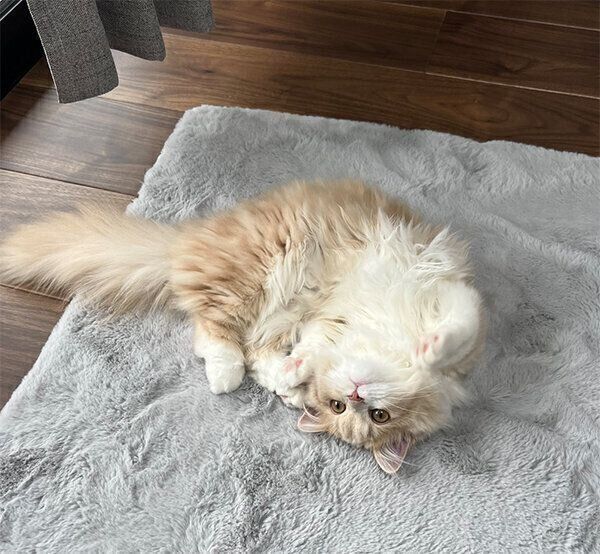 寝転がるビジュちゃん