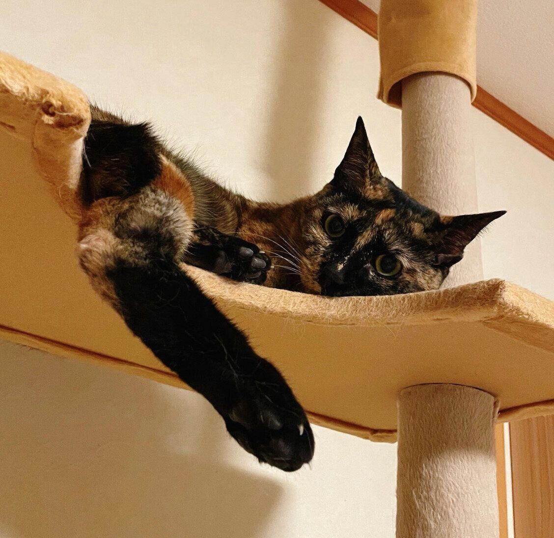 くつろぐワサビちゃん