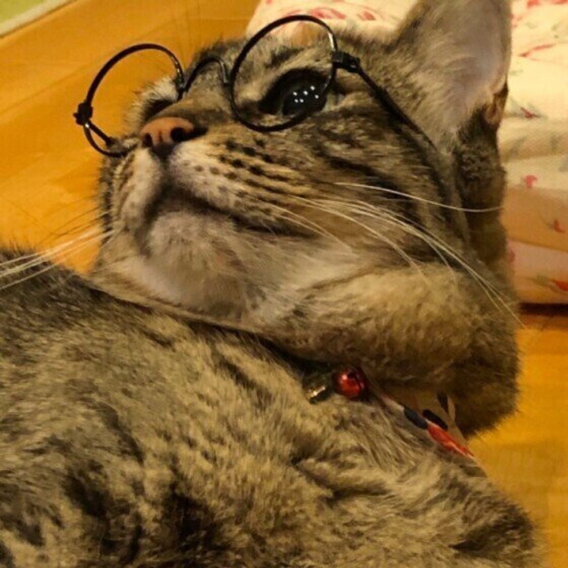 飼い主のそばで寝たがる猫たち 股の間 に入るのが好きなワケとは ねこのきもちweb Magazine 飼い主のそばで寝たがる猫たち 股の間 に入るのが好きなワケとは ねこのきもちweb Magazine