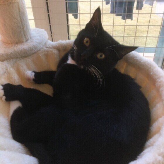 黒白猫のジジちゃん