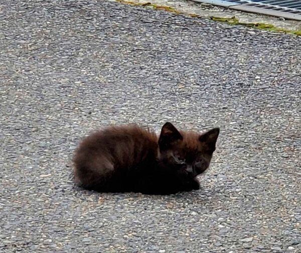 保護直前のゆずちゃん