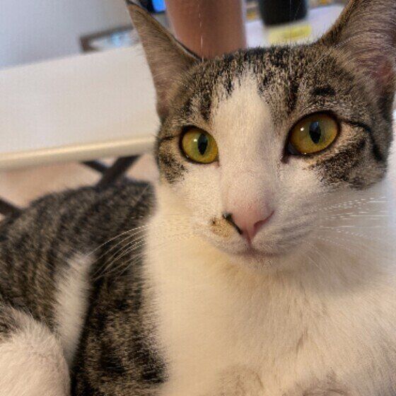 MIXサバトラのきなこちゃん