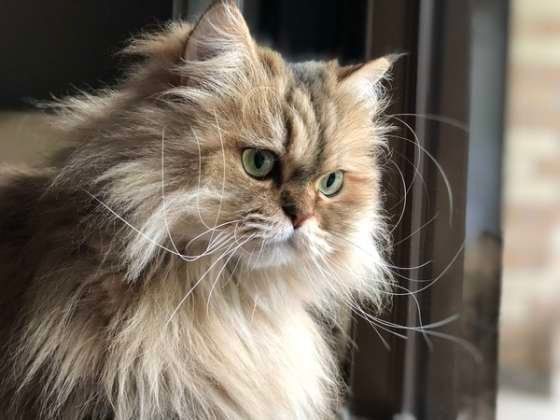 窓の外を見つめるペルシャ