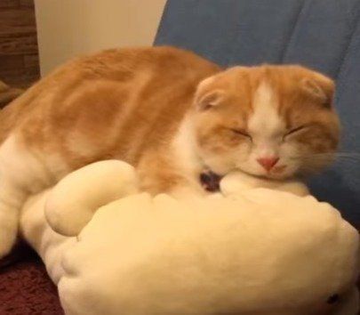 気持ちよさそうに眠る猫