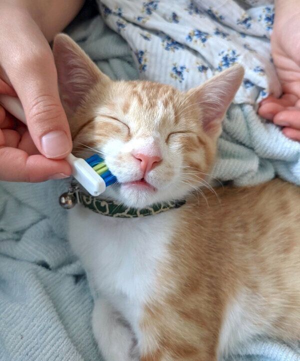 マッサージしてもらう大豆くん