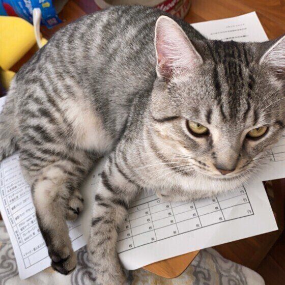 ペール　マンチカン　かまって