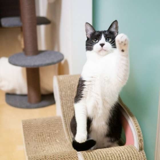 前足をあげる猫