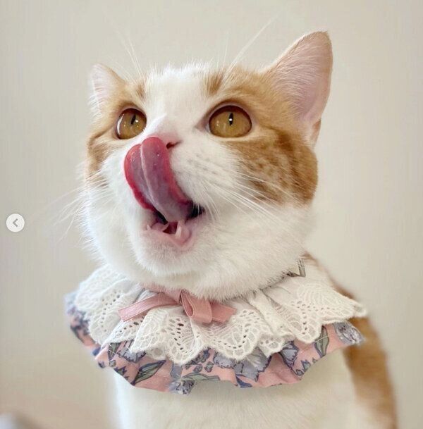 舌をペロッとするはなちゃん