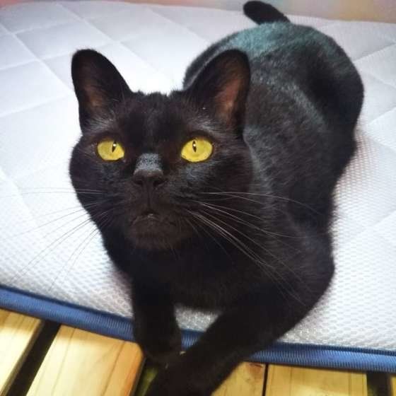 上を見上げる黒猫