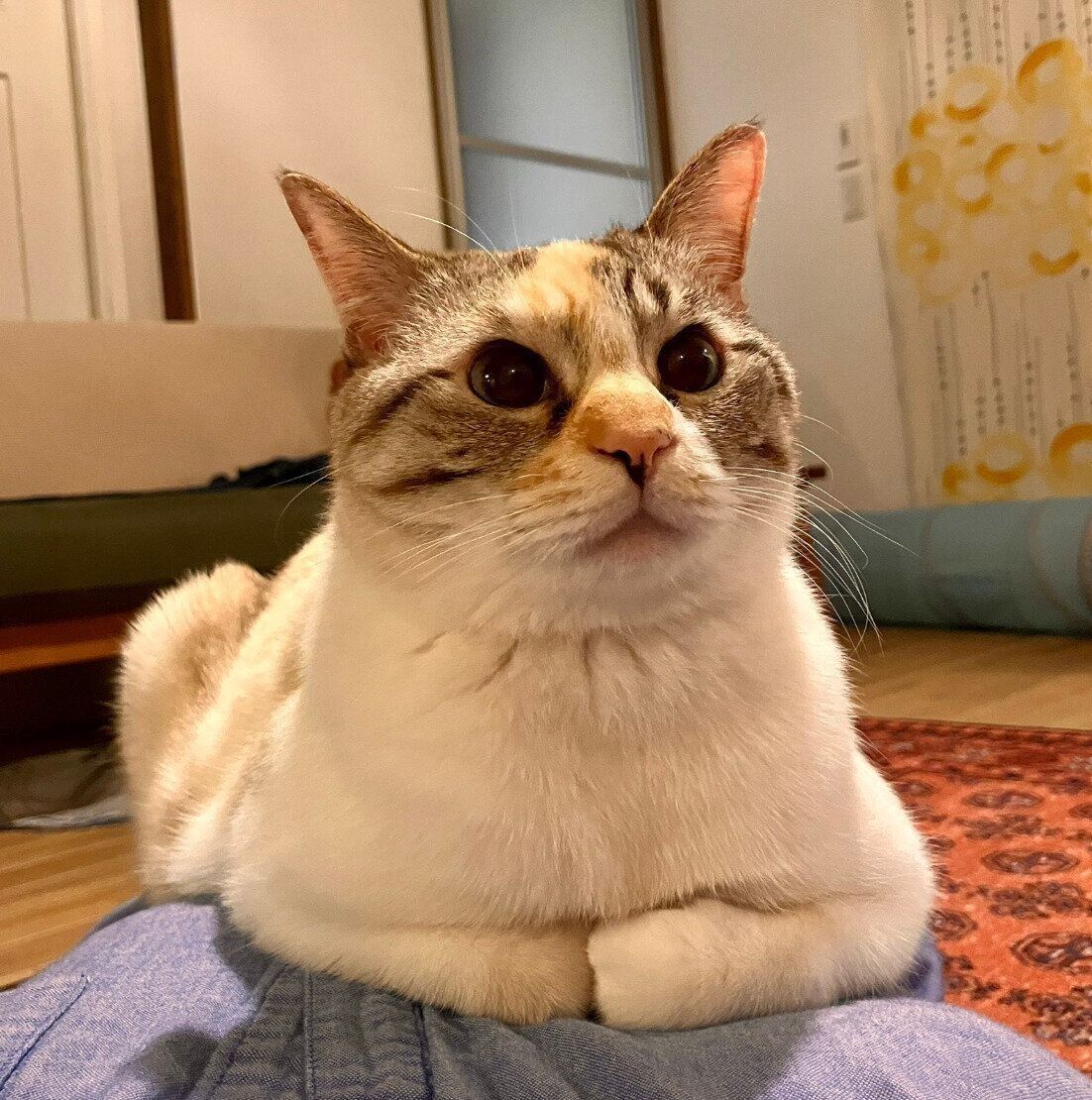 飼い主さんの上に乗ってまったりするルールーちゃん