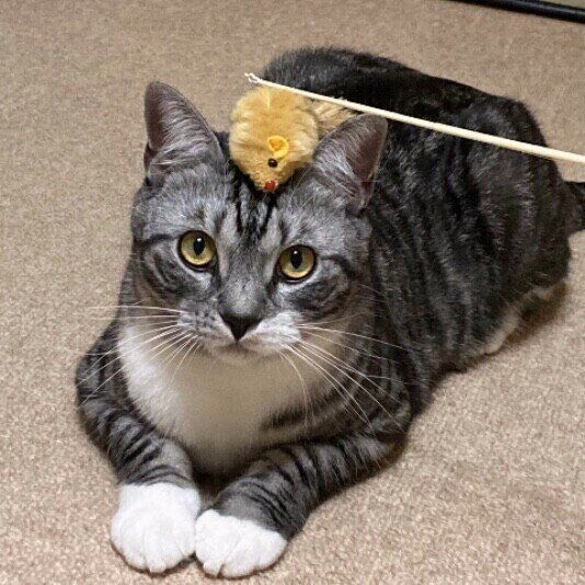 スコティッシュフォールド