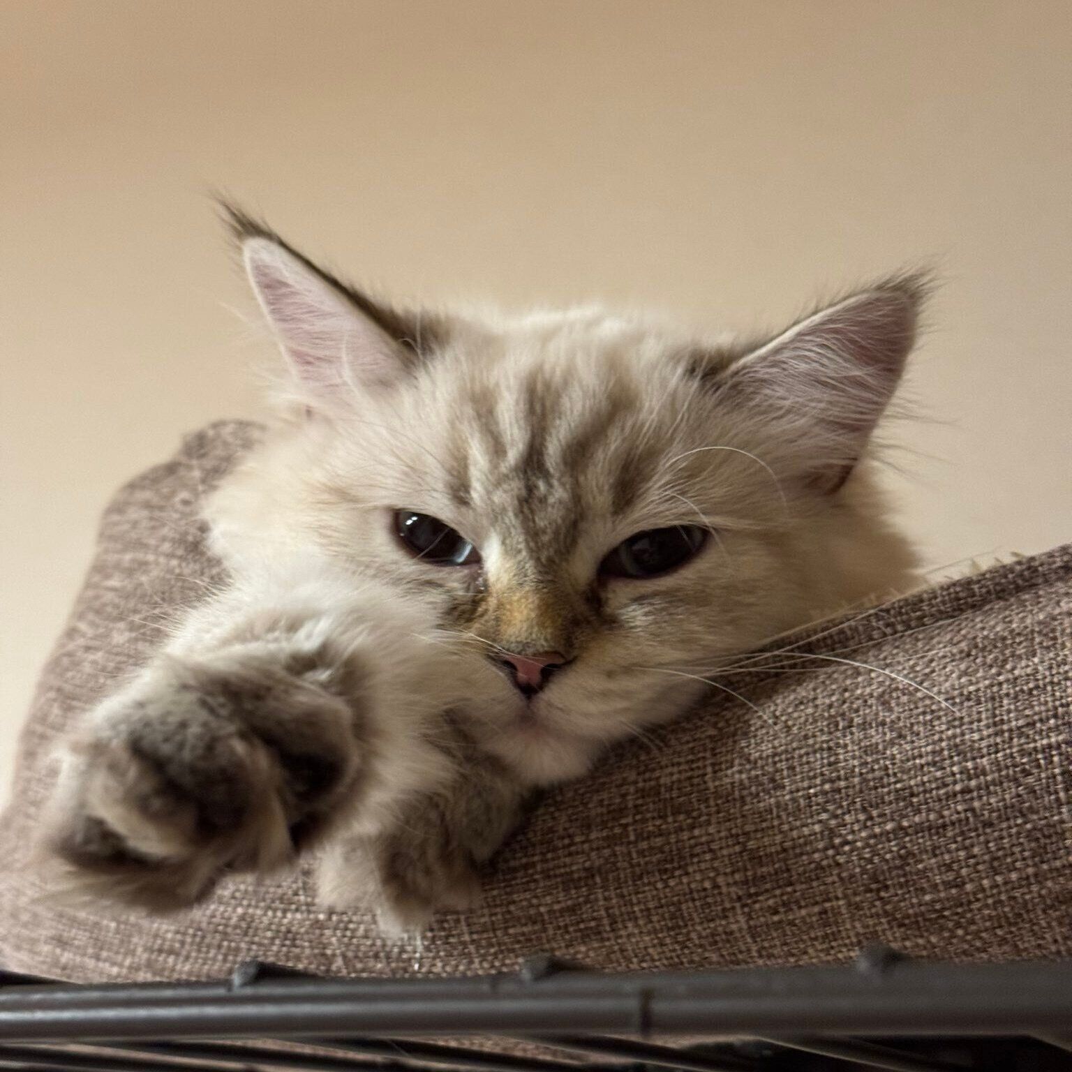 ソファーでくつろぐ小雨ちゃん