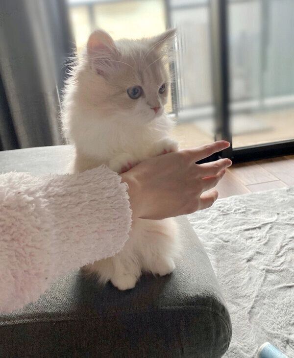 机に乗るのを止められたビジュちゃん