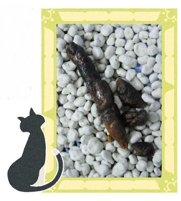 撮影／ねこのきもち読者