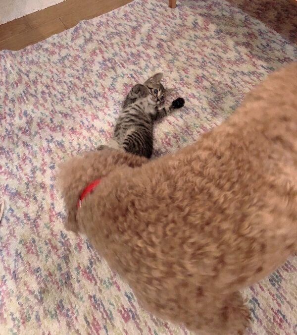 先住犬・リクさんとじゃれるアテチちゃん