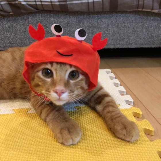 カニの被り物、MIX茶トラのたま